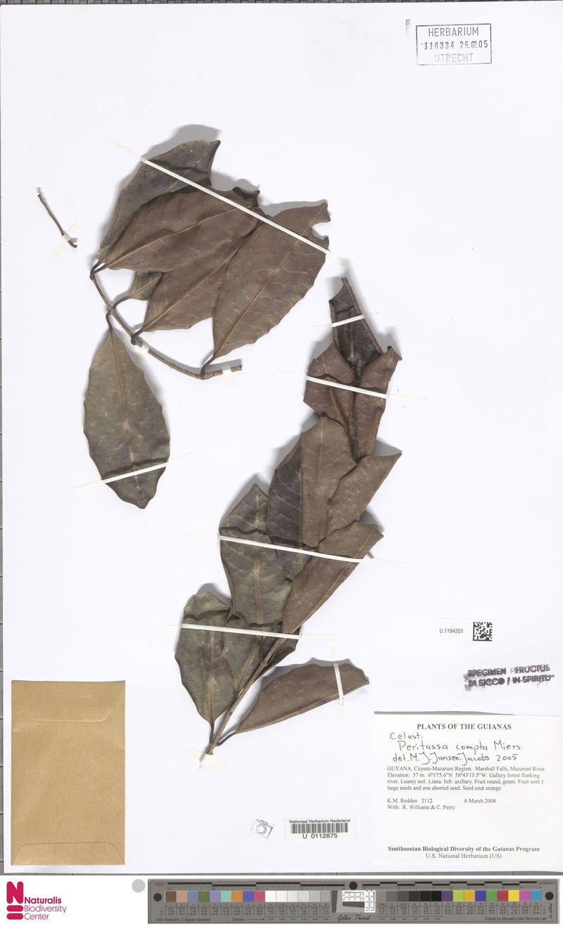 Peritassa compta