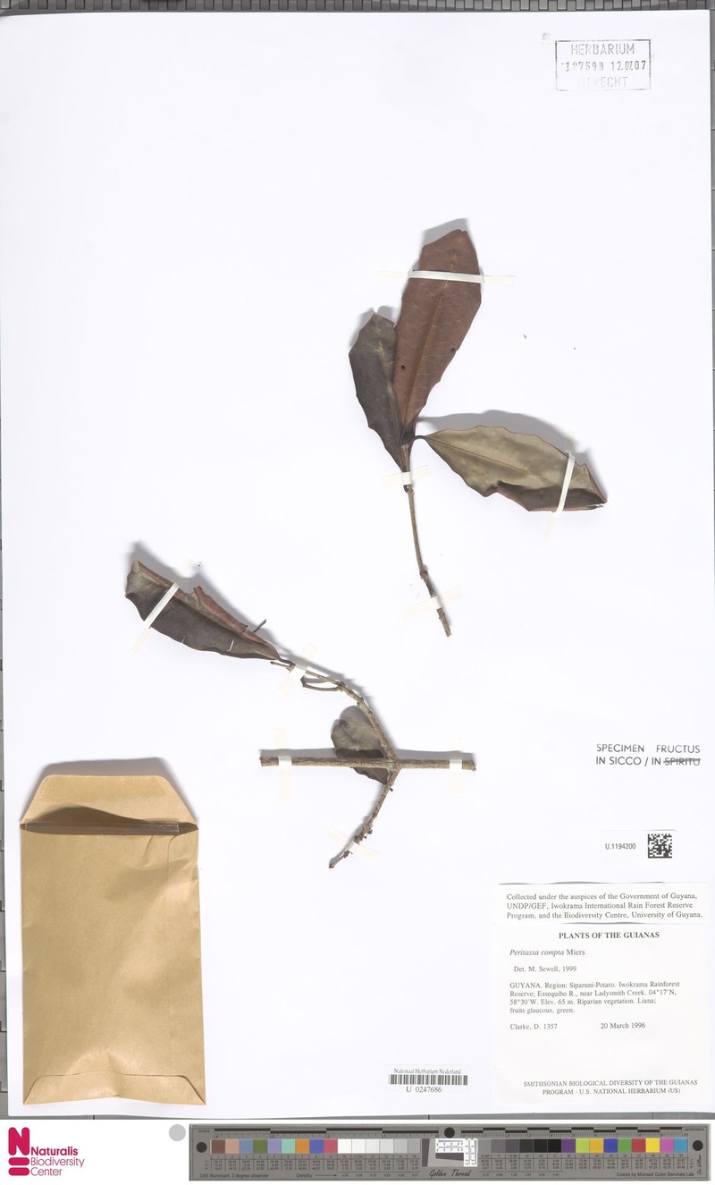 Peritassa compta photo 2
