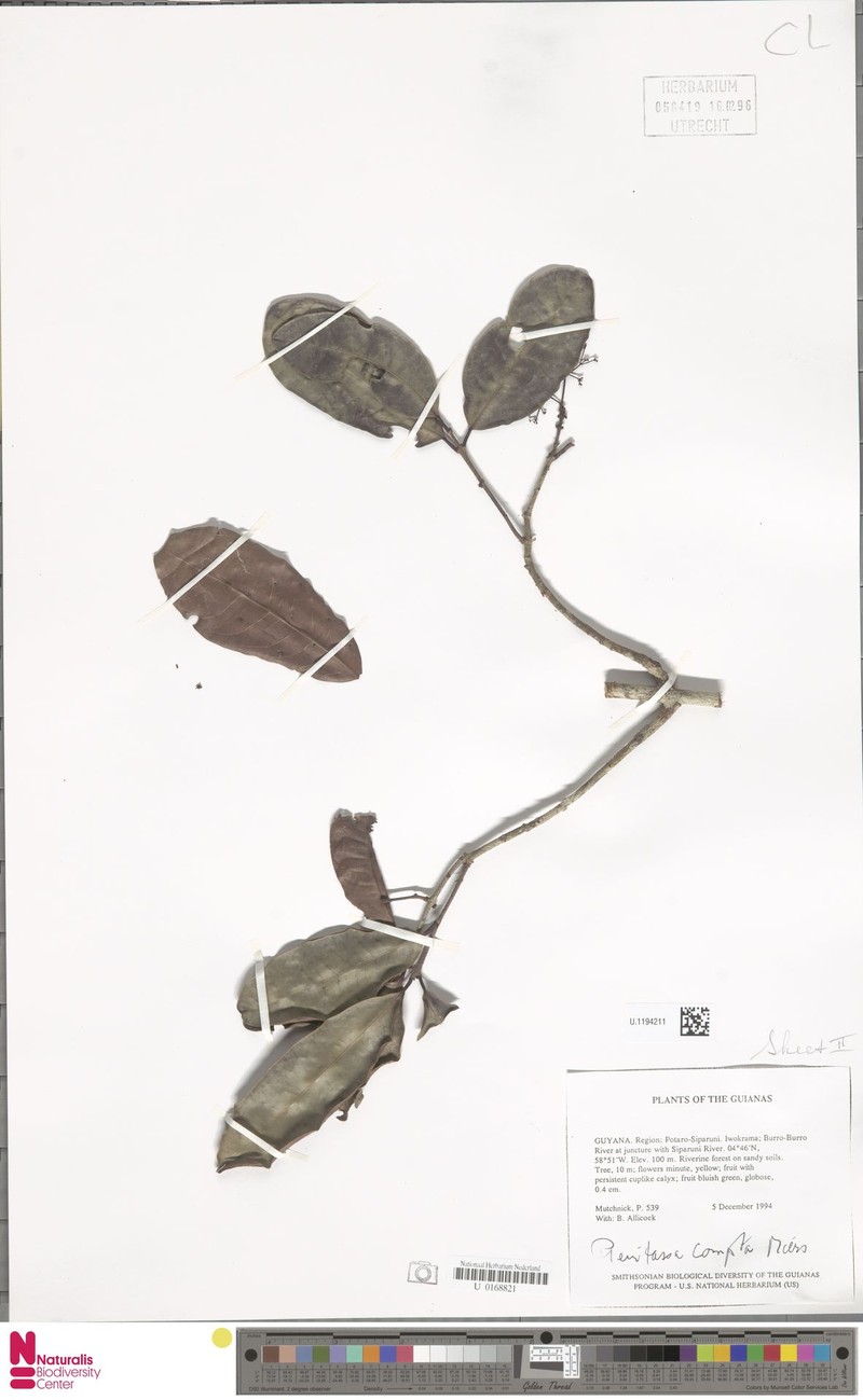 Peritassa compta photo 4