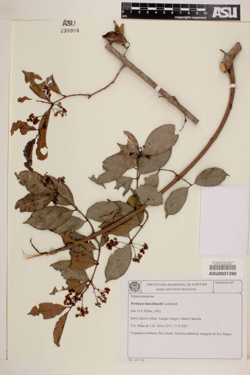 Peritassa hatschbachii photo 2