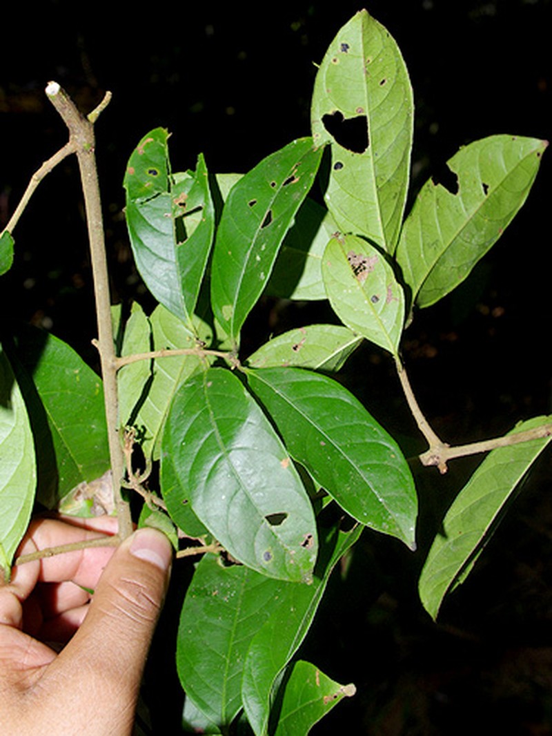 Peritassa huanucana