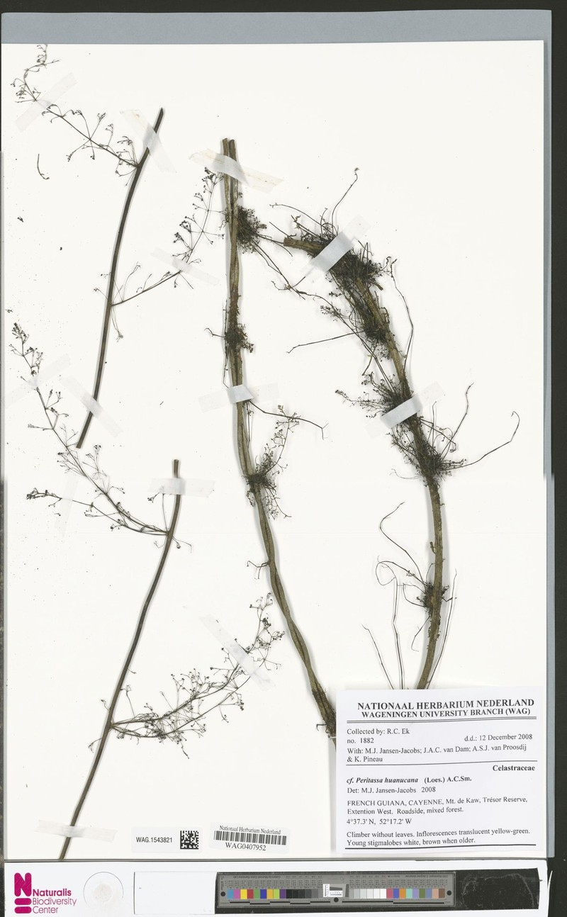 Peritassa huanucana photo 2