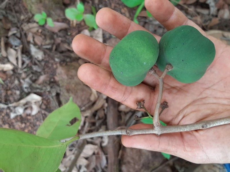 Peritassa laevigata