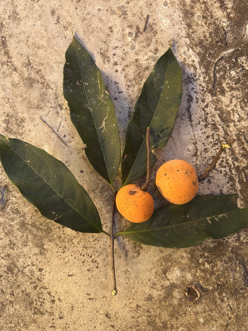 Peritassa laevigata photo 2