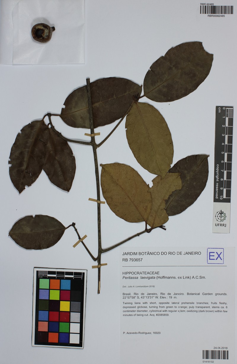 Peritassa laevigata photo 3