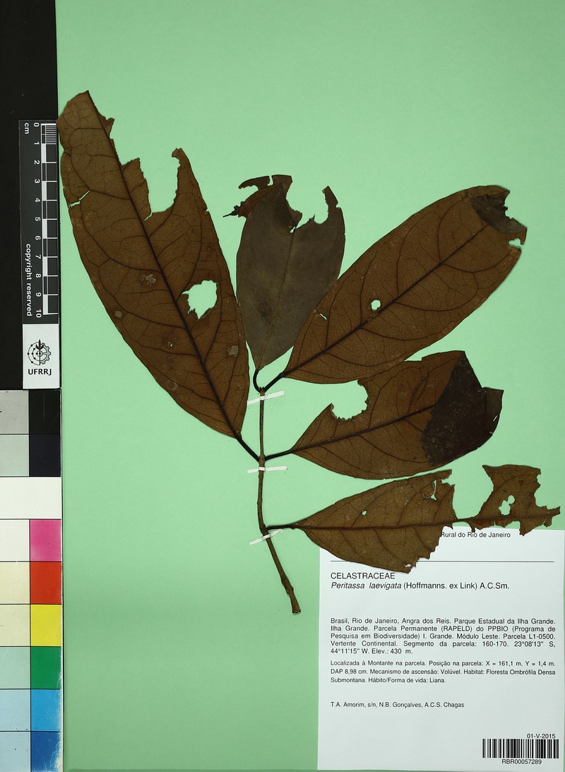 Peritassa laevigata photo 4