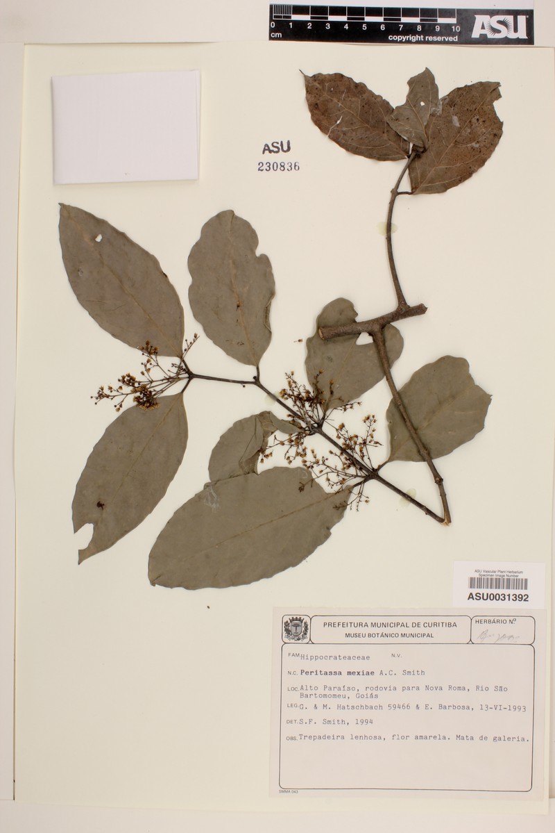 Peritassa mexiae