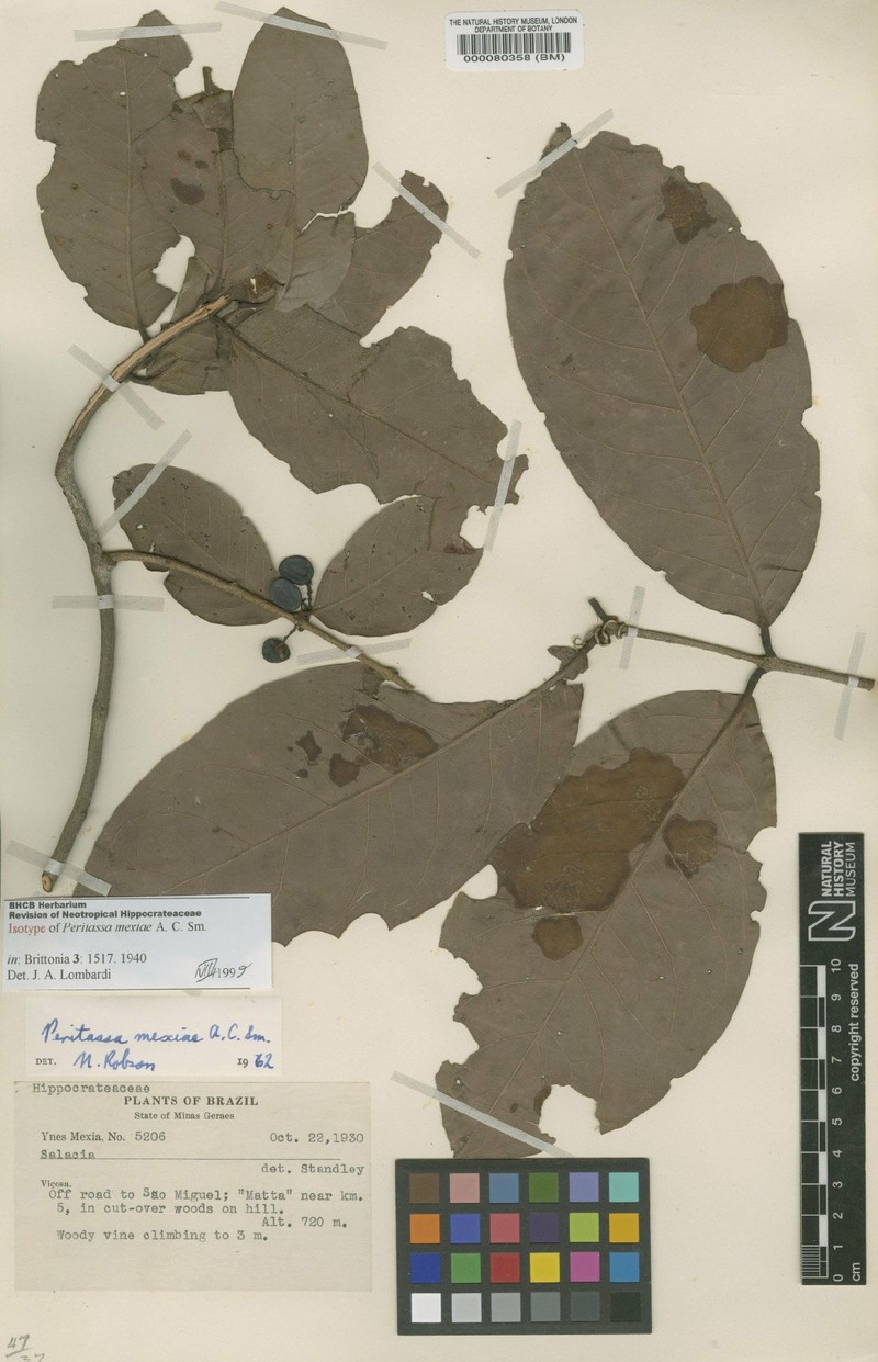 Peritassa mexiae photo 2