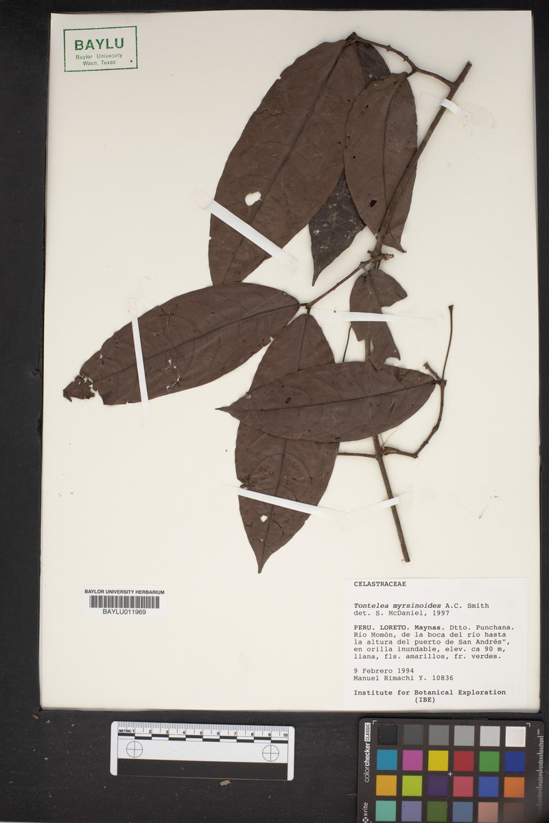 Peritassa myrsinoides