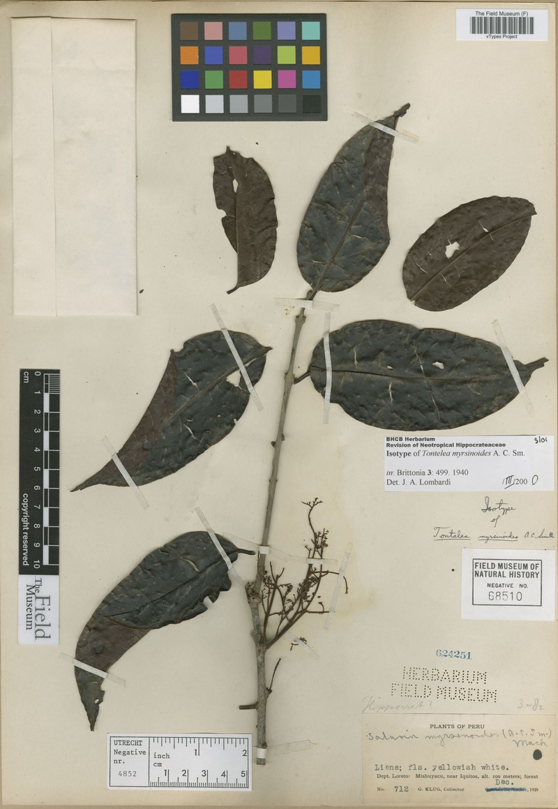Peritassa myrsinoides photo 2