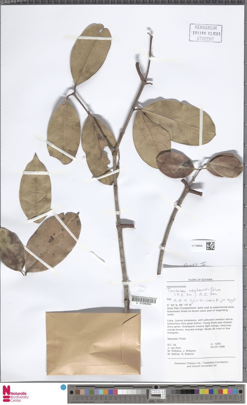 Peritassa nectandrifolia