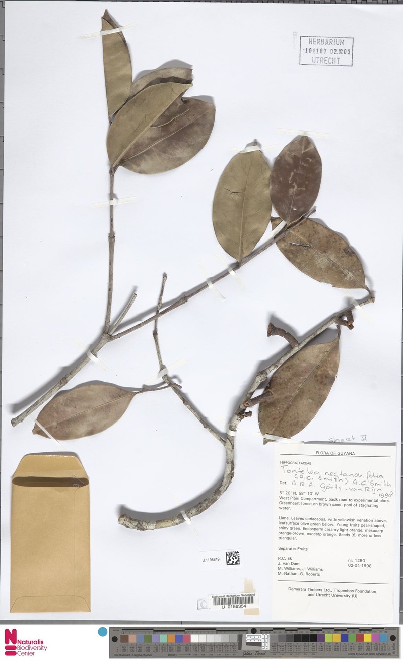 Peritassa nectandrifolia photo 2
