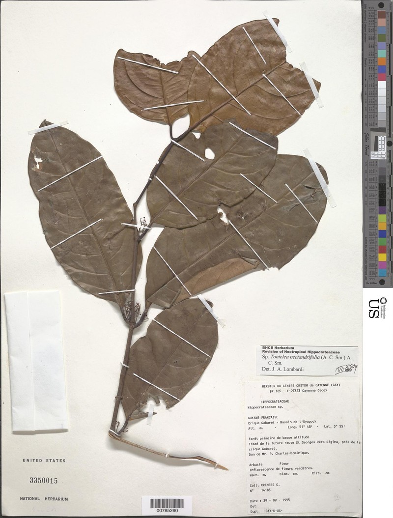 Peritassa nectandrifolia photo 3