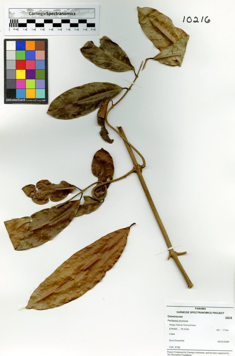 Peritassa pruinosa