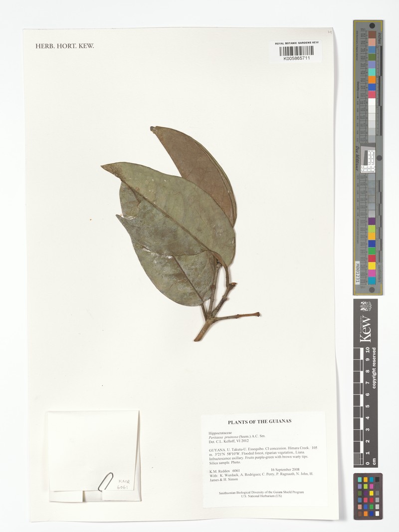 Peritassa pruinosa photo 2