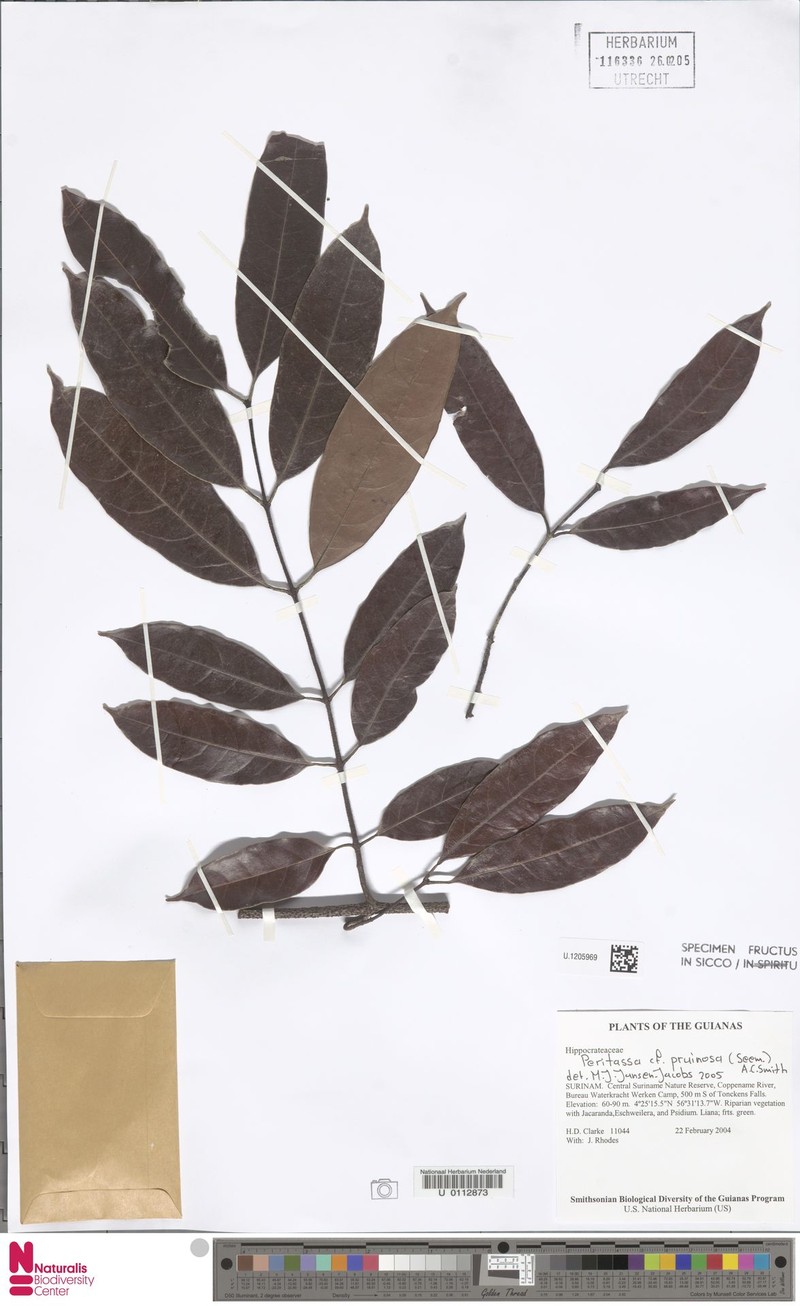 Peritassa pruinosa photo 3