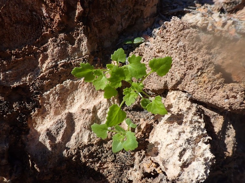 Perityle aurea