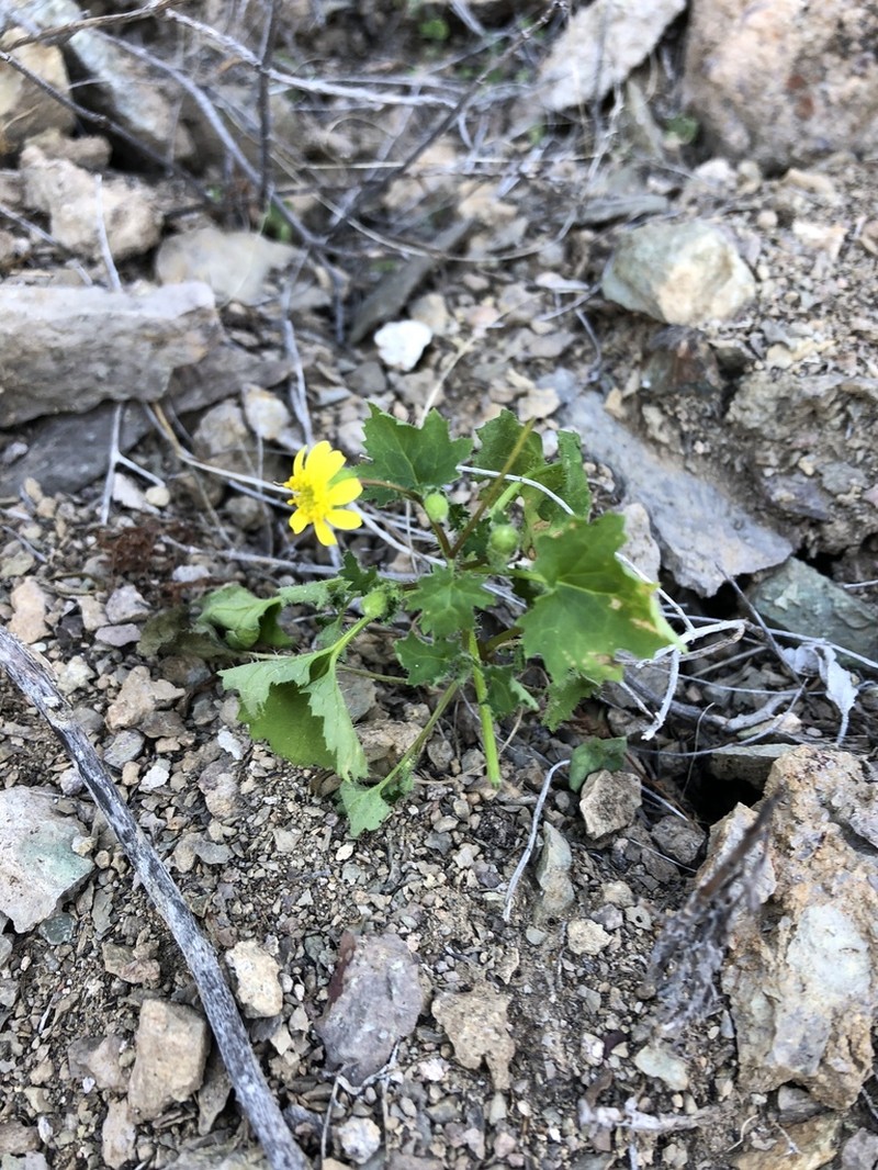 Perityle aurea photo 2