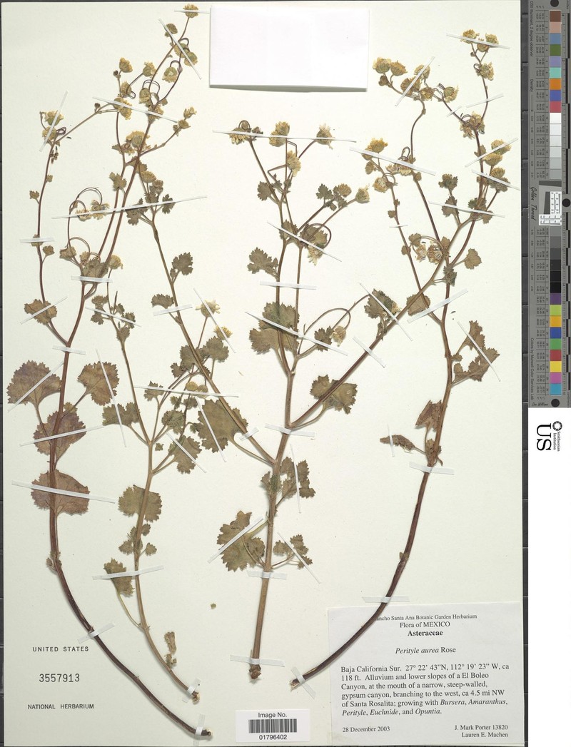 Perityle aurea photo 5
