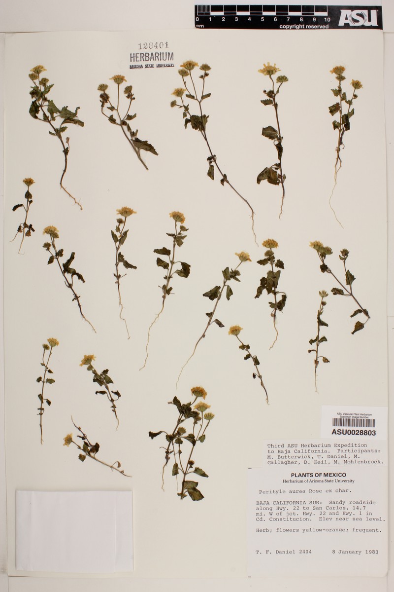 Perityle aurea photo 6