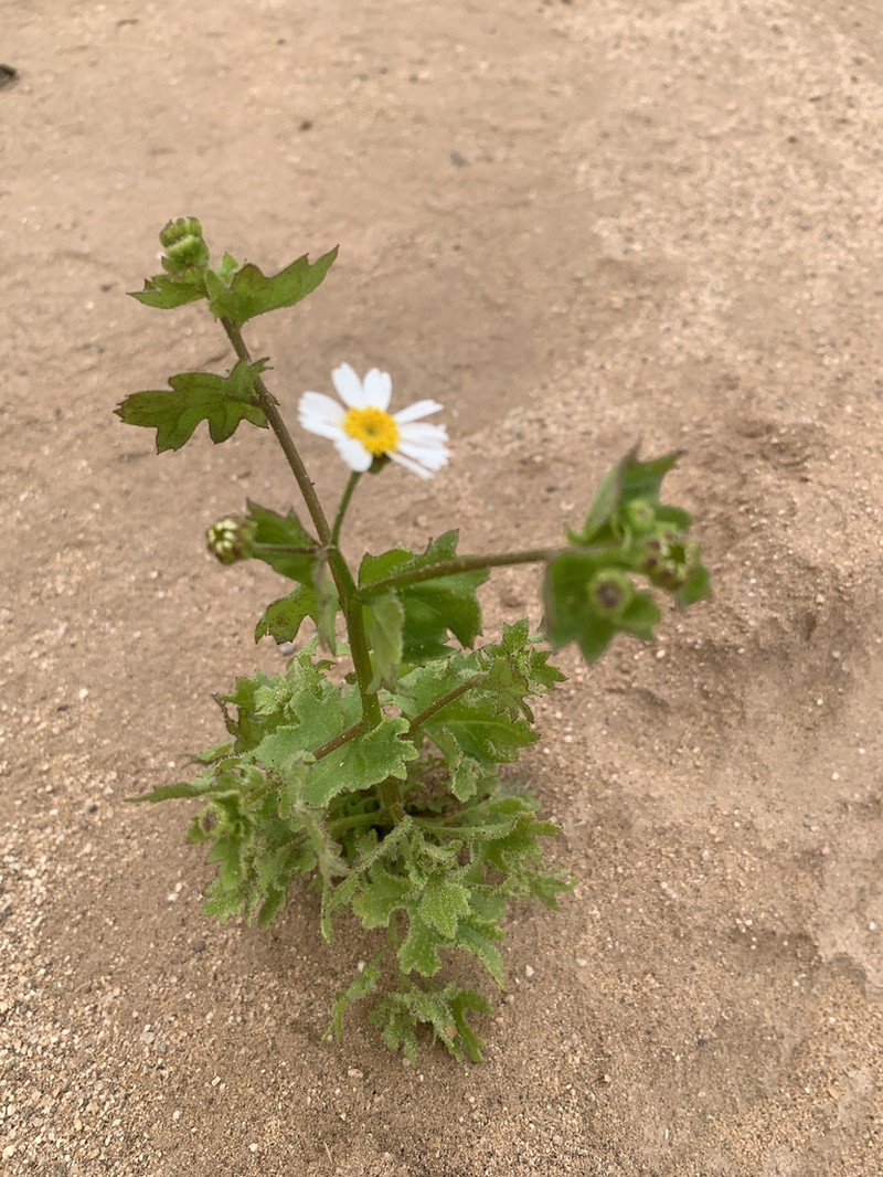 Perityle brandegeeana