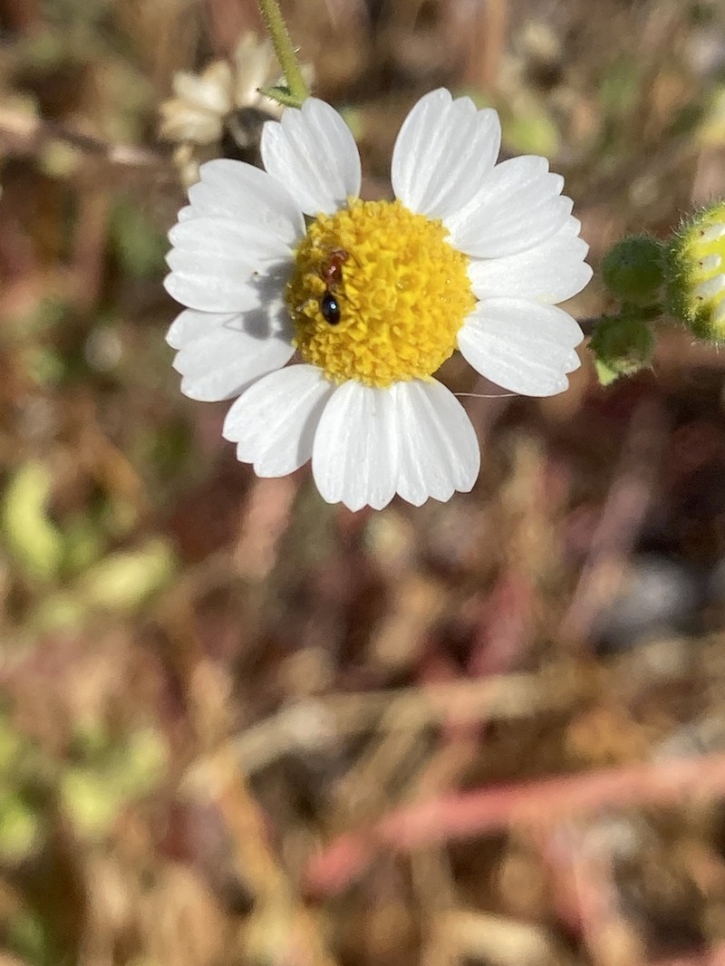 Perityle brandegeeana photo 2