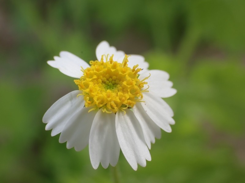 Perityle brandegeeana photo 3