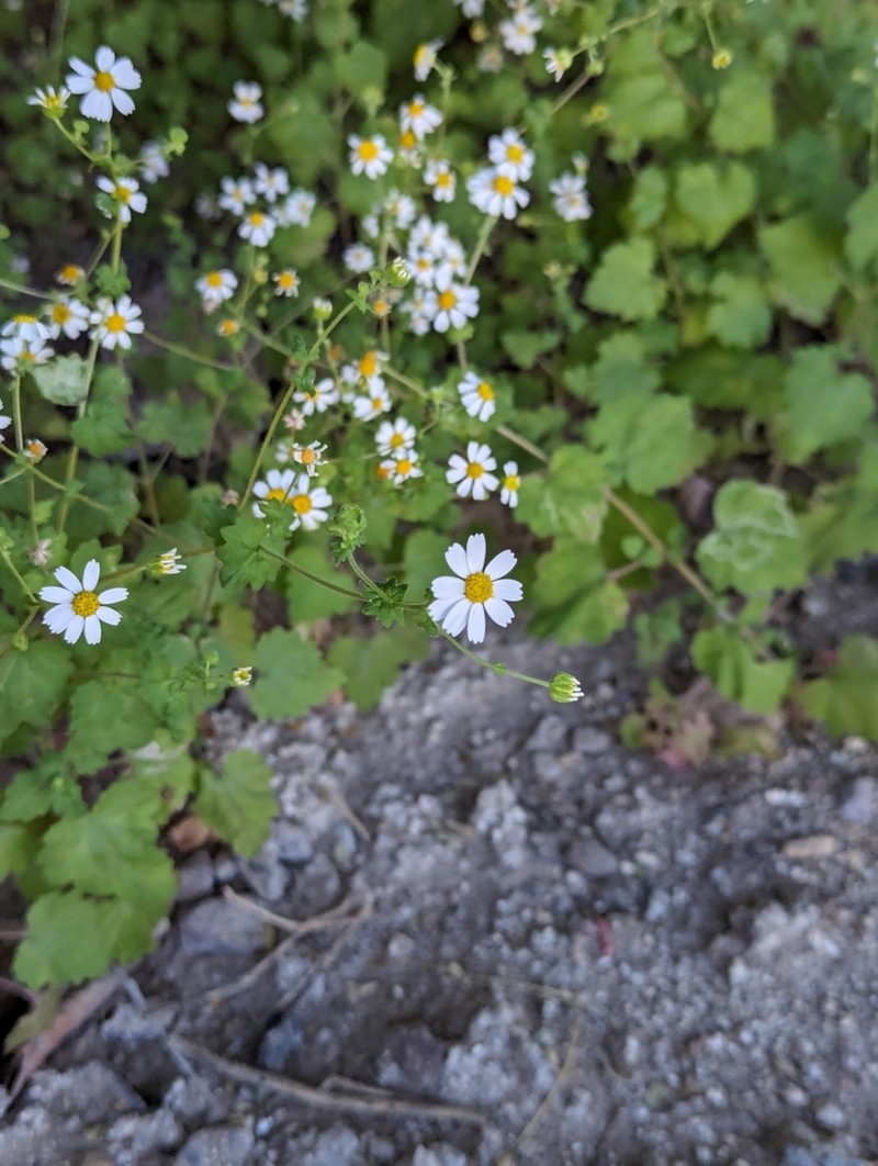 Perityle brandegeeana photo 5