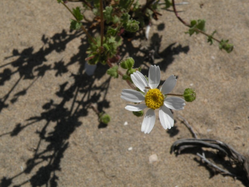 Perityle brandegeeana photo 7