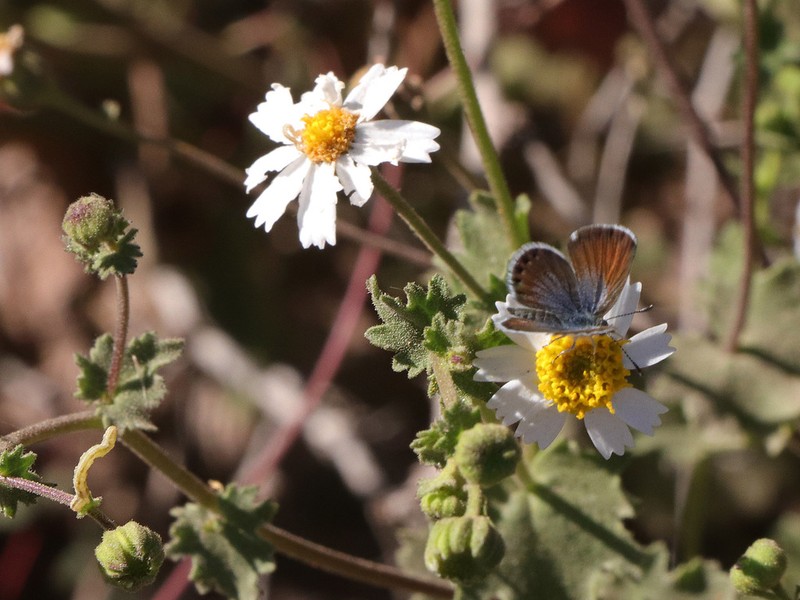 Perityle brandegeeana photo 8