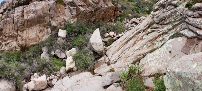 Perityle californica