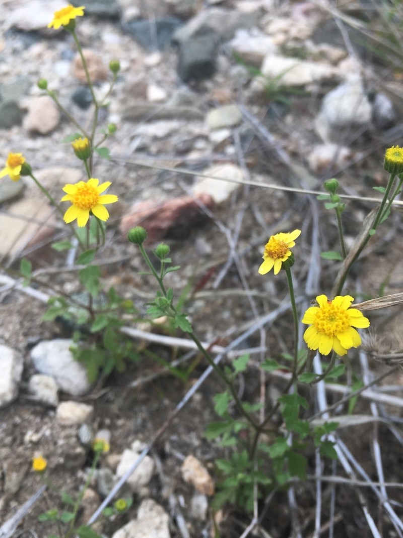 Perityle californica