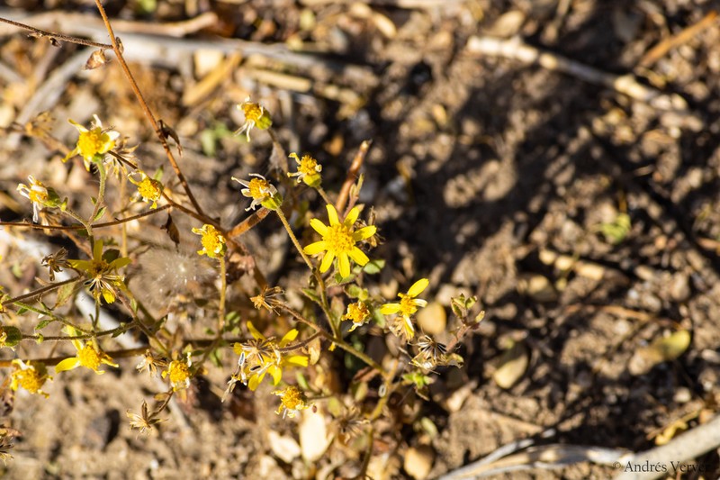 Perityle californica photo 2