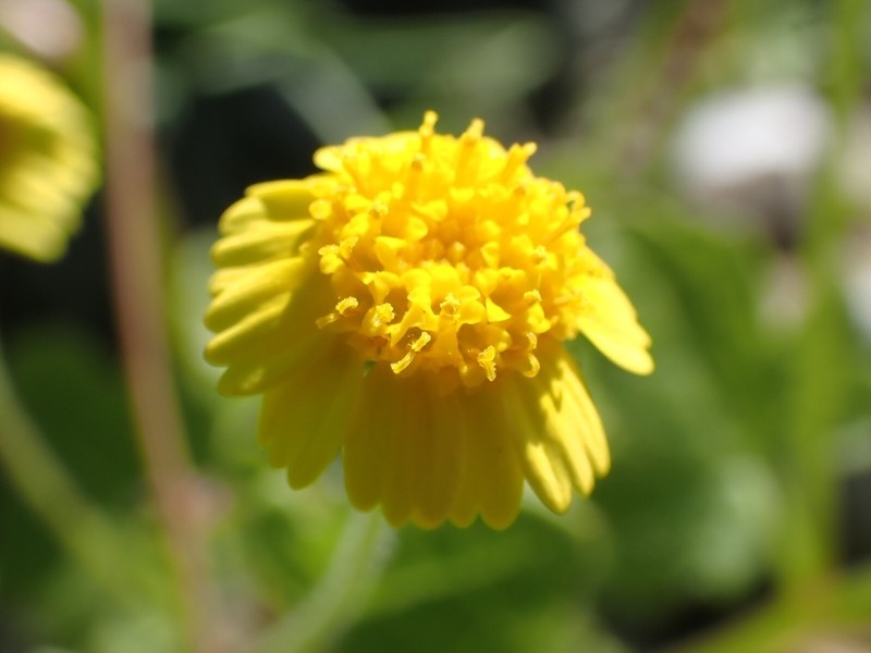 Perityle californica photo 3