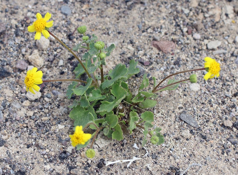 Perityle californica photo 4