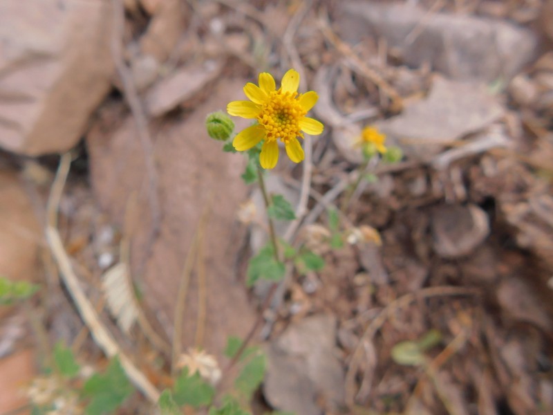 Perityle californica photo 5