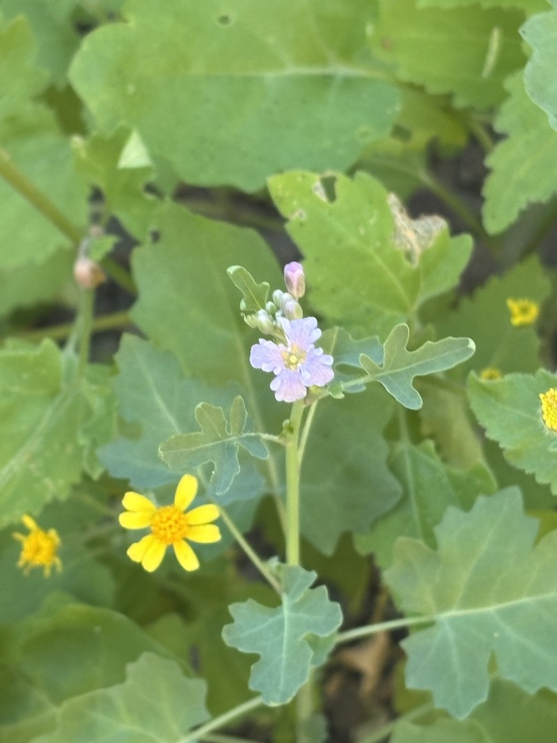 Perityle californica photo 6