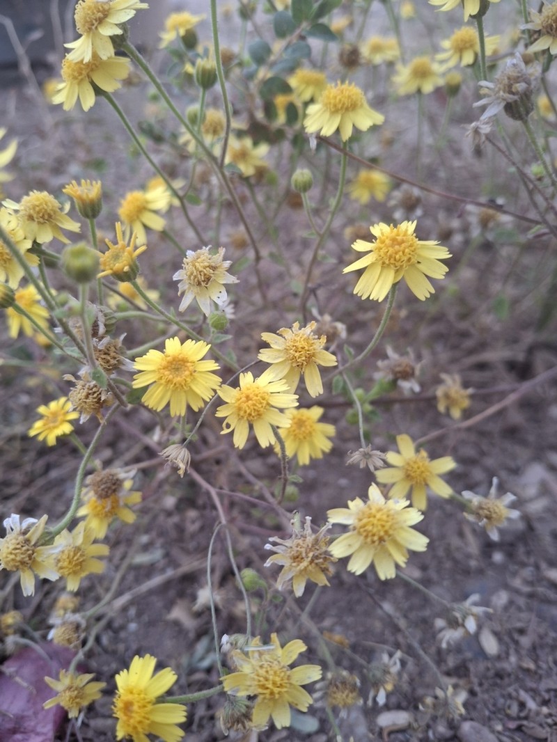 Perityle californica photo 7