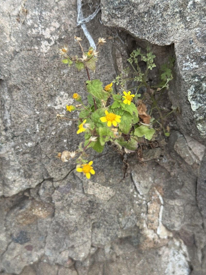 Perityle californica photo 8
