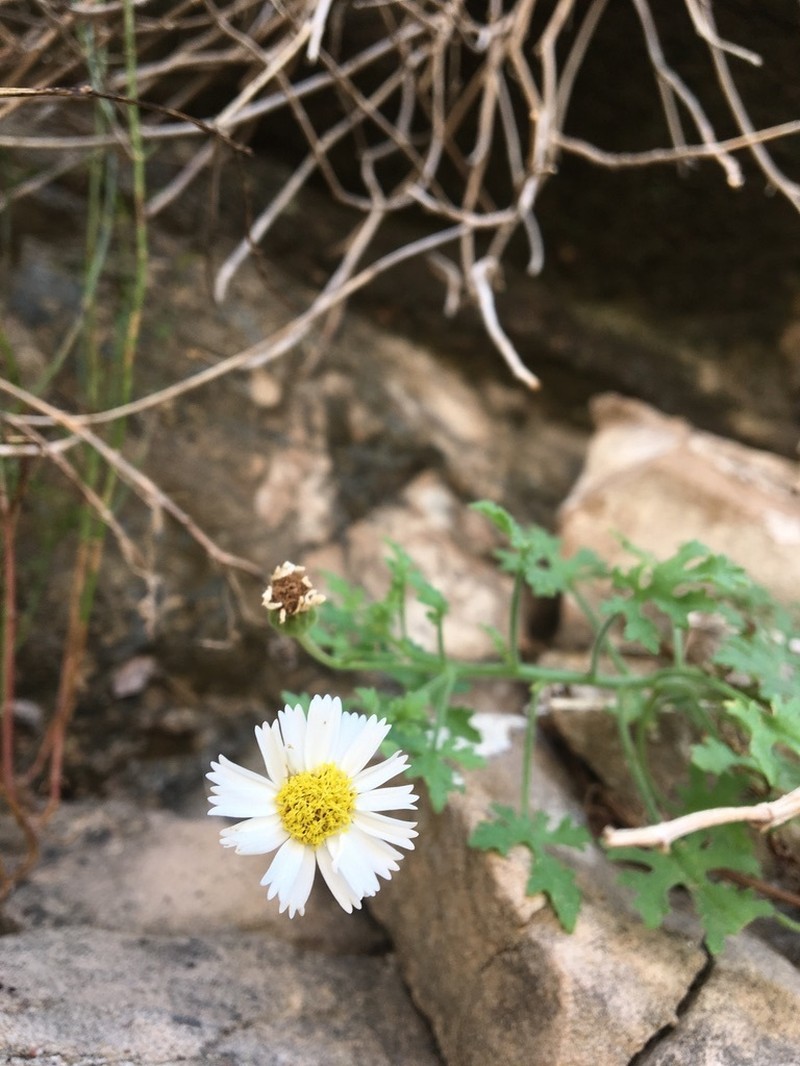 Perityle carterae