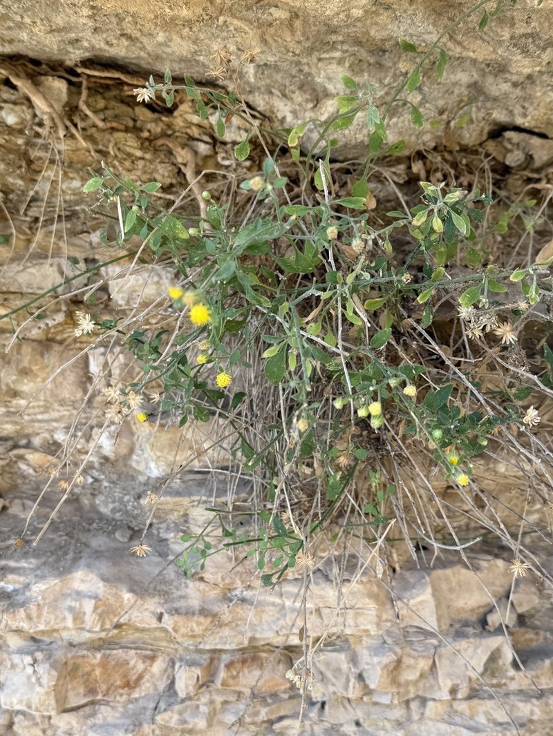Grand Canyon Rockdaisy