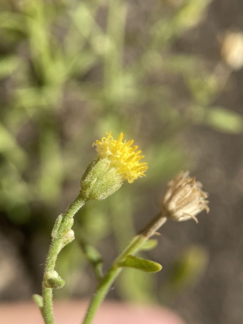 Grand Canyon Rockdaisy photo 3