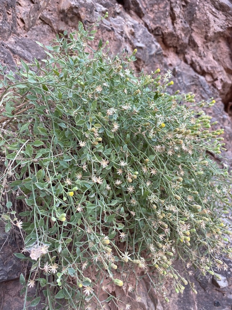 Grand Canyon Rockdaisy photo 4