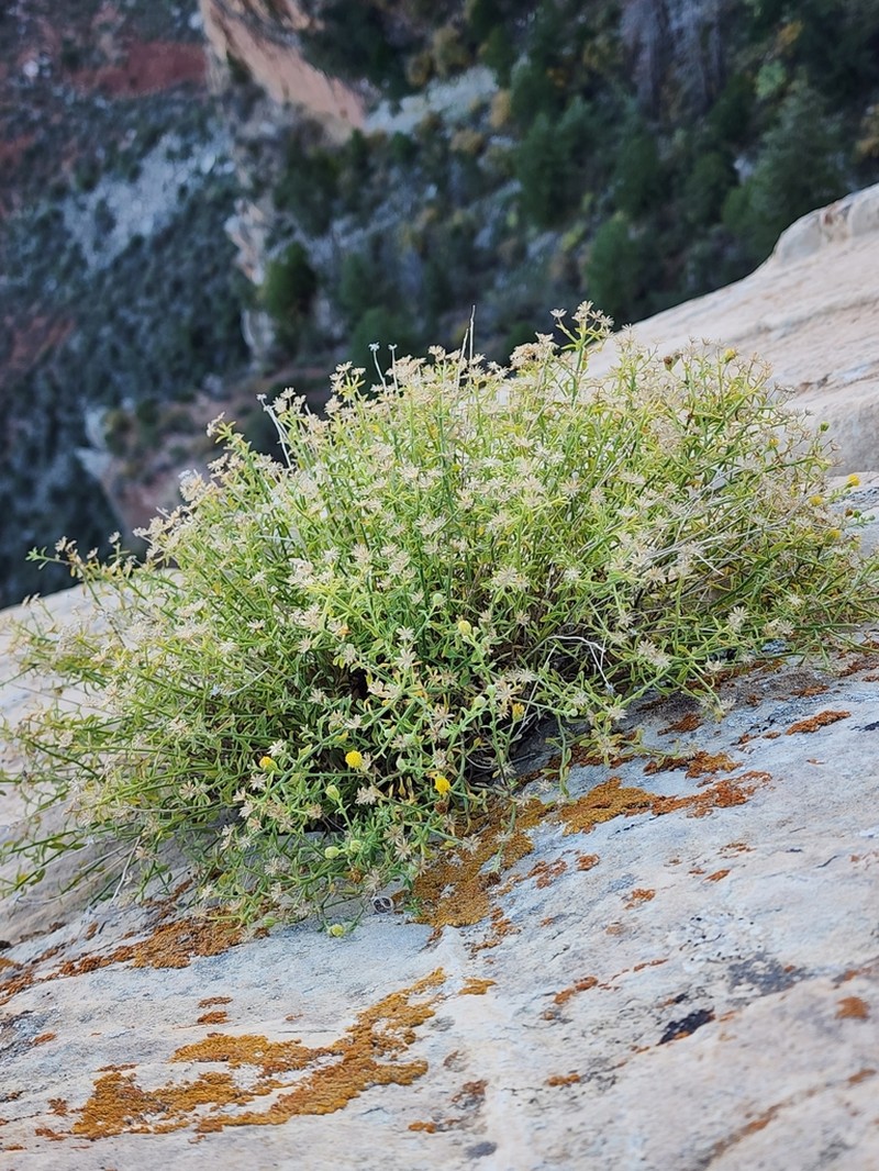 Grand Canyon Rockdaisy photo 5
