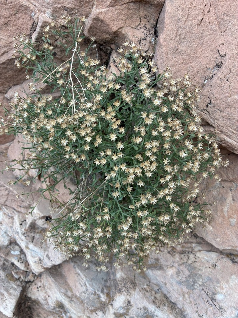 Grand Canyon Rockdaisy photo 6