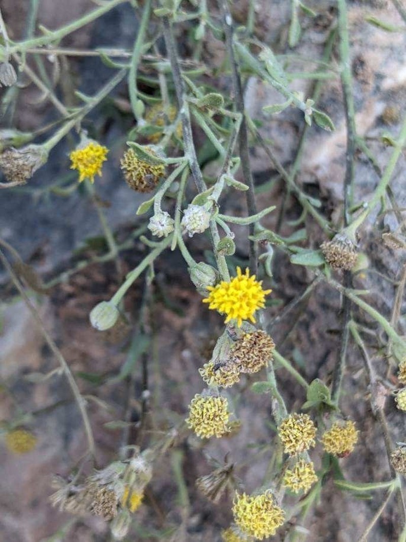 Grand Canyon Rockdaisy photo 7