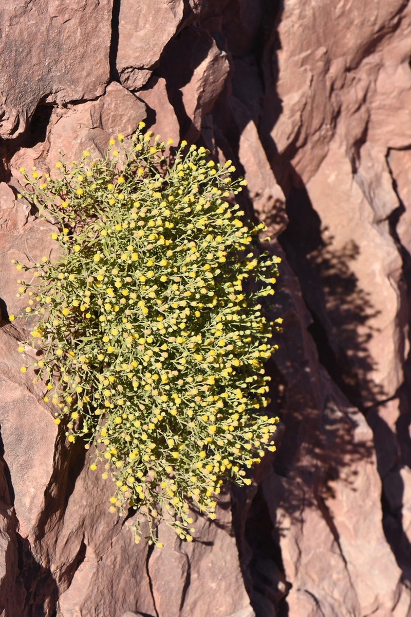 Grand Canyon Rockdaisy photo 8