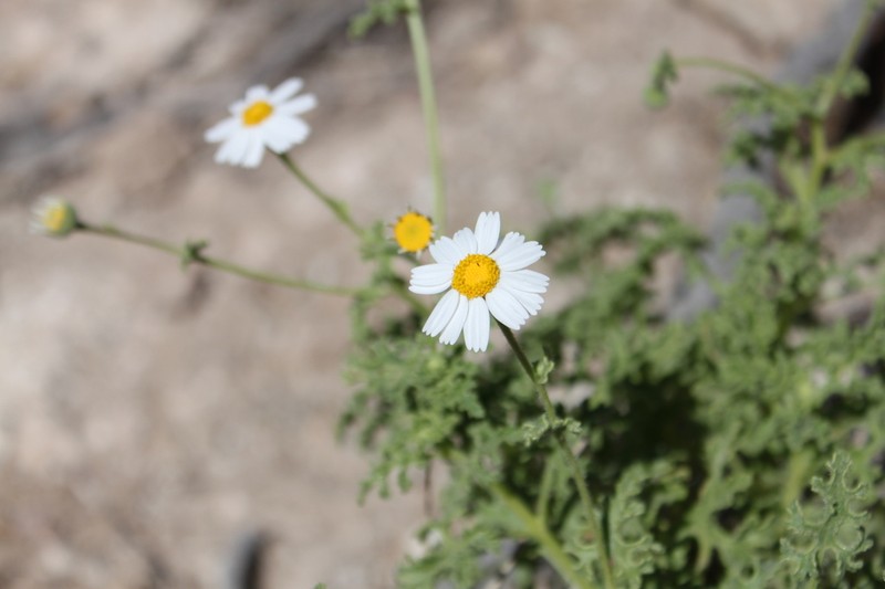 Perityle crassifolia