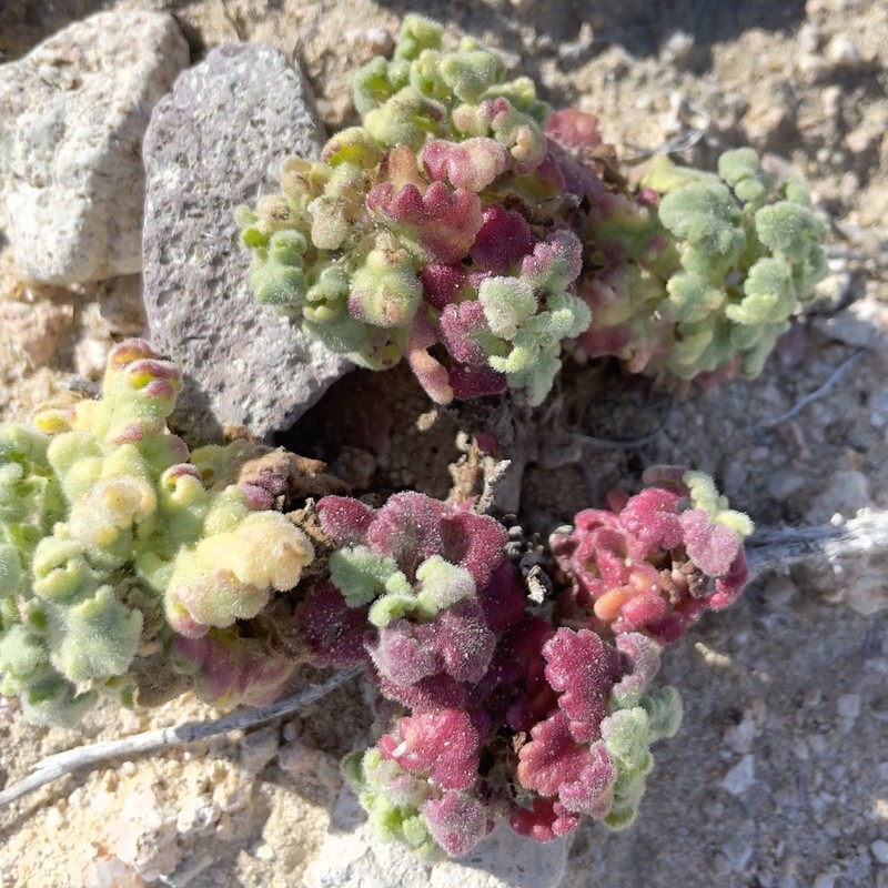 Perityle crassifolia photo 3