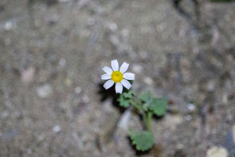 Perityle crassifolia photo 4